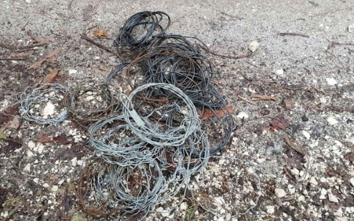 Zbiórka Usuwanie sideł i wnyków w lasach - zdjęcie główne