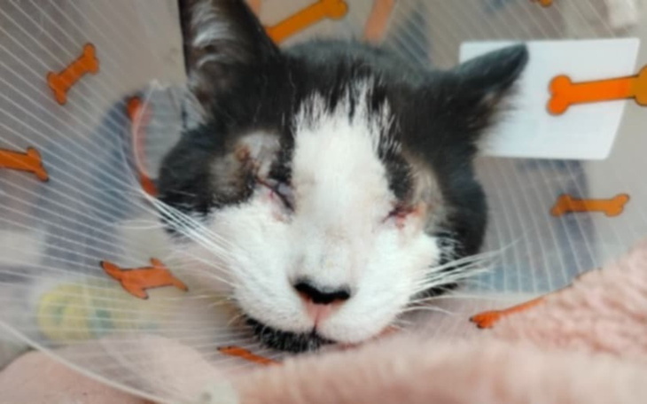 Kot z opaską ochronną, leżący na poduszce.