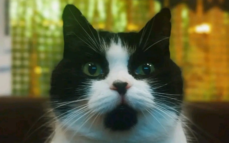 Zbiórka Daj szansę Rysiowi - zdjęcie główne