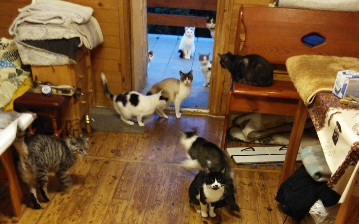 Zbiórka Życie w śniegu ok.35 kotów. - zdjęcie główne