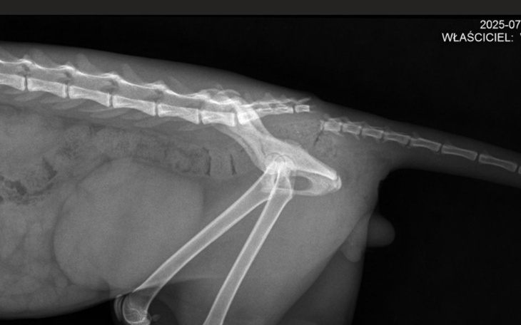 Prześwietlenie psa, ukazujące jego kręgosłup i kończyny.