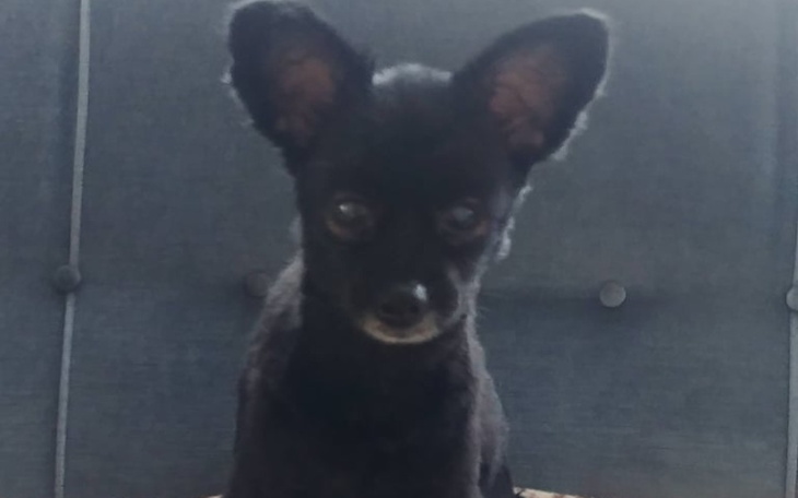 Zbiórka Pomoc dla Racucha - zdjęcie główne