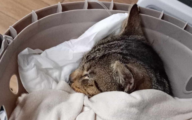 Kot śpiący w koszyku, przykryty kocem.