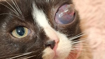 Zbiórka Kicia Walercia prosi o wsparcie - miniaturka zdjęcia