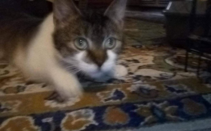 Zbiórka Chcę je zabrać do weterynarza... - zdjęcie główne