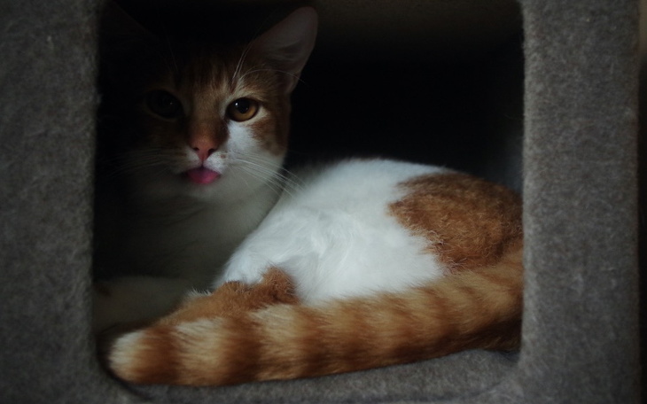 Zbiórka Ratujmy Nagasha przed FIP - zdjęcie główne