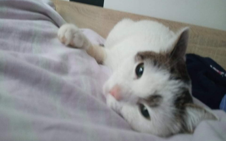 Zbiórka Kotka potrzebuje leczenia - zdjęcie główne