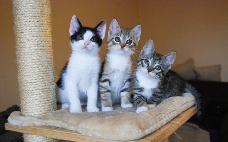 Trzy kocięta bawiące się na drapaku.