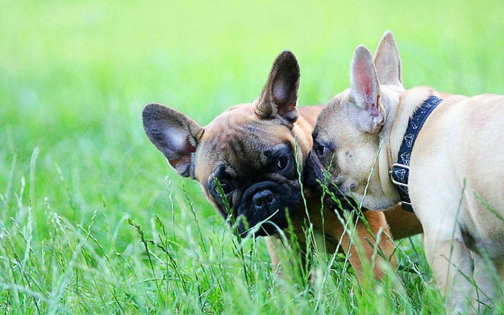 Zbiórka Psom w potrzebie POMOC - zdjęcie główne