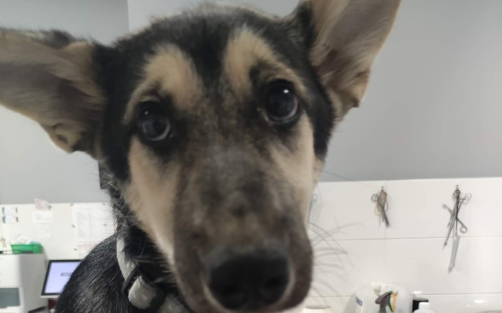 Zbiórka Luna walczy o życie i zdrowie. - zdjęcie główne