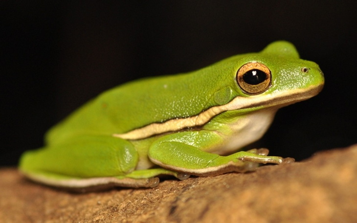 Zbiórka Zbieram na rzekotke zieloną - zdjęcie główne