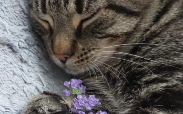 Kot śpiący z kwiatkiem w łapach na miękkim podłożu.