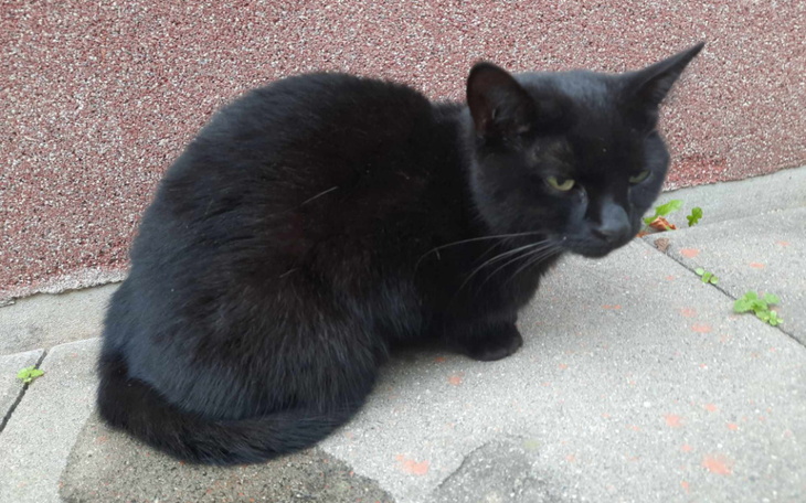 Zbiórka Leczenie Kluski -uratowana kotka - zdjęcie główne