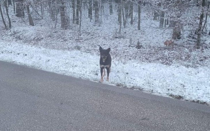 Zbiórka Odłowienie suni z lasu - zdjęcie główne