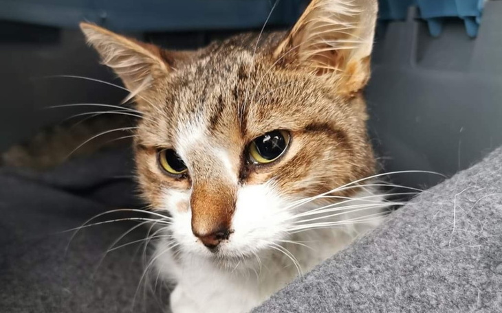 Zbiórka Yara umrze bo nie mamy pieniędzy - zdjęcie główne