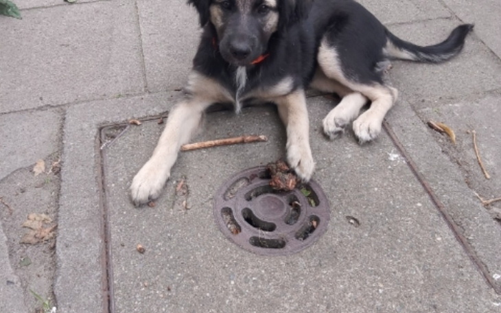 Zbiórka Nosowka - zdjęcie główne