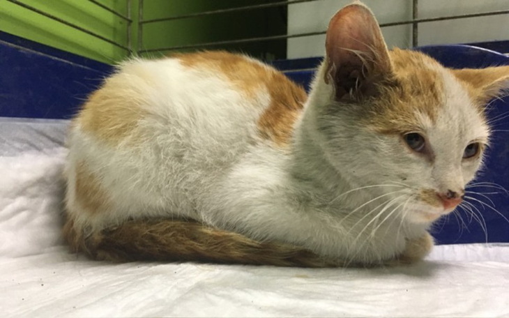 Zbiórka LeczenieKarmaTransporty30Kotów - zdjęcie główne