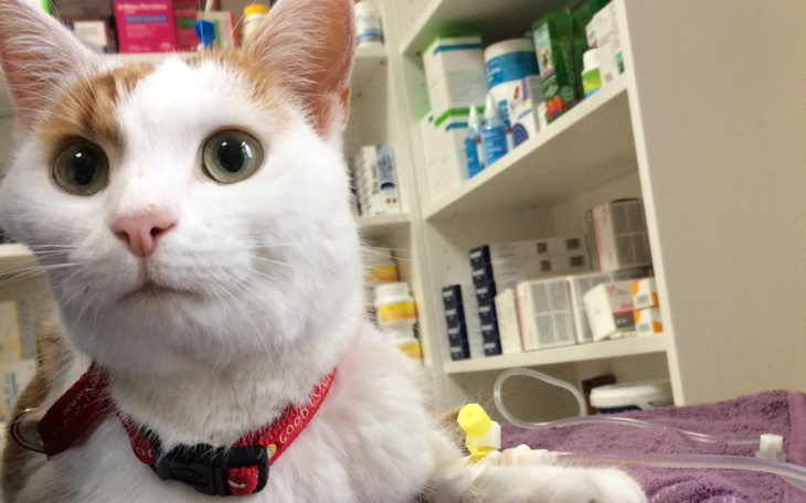 Zbiórka ŁATEK chory na FIP - zdjęcie główne