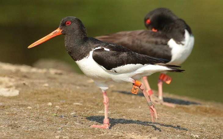 Zbiórka Nadajniki GPS/GSM na ostrygojady - zdjęcie główne