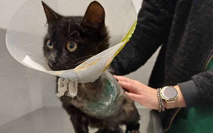 Chudy pies z ranami, wyglądający na zaniedbanego.