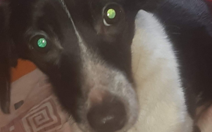 Zbiórka Pomóż uratować Zosię - zdjęcie główne