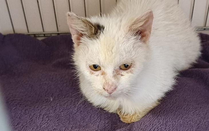 Zbiórka Faktura - leczenie - zdjęcie główne