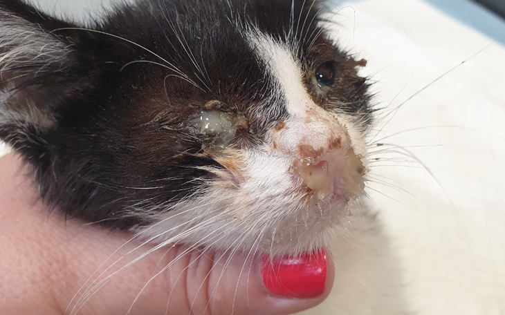 Zbiórka Czekał już tylko na śmierć - zdjęcie główne