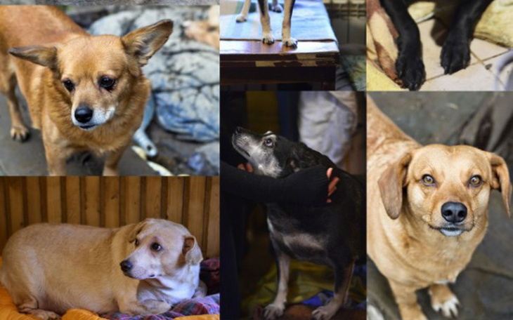 Zbiórka Prąd dla Harbutowickich psiaków - zdjęcie główne