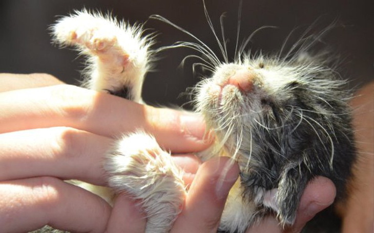 Zbiórka Inkubator dla najmłodszych - zdjęcie główne