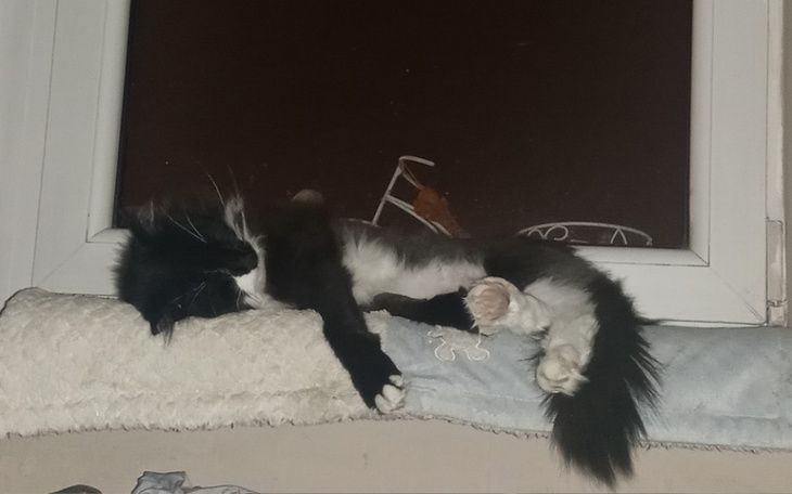 Czarny kot śpiący na parapecie okna.