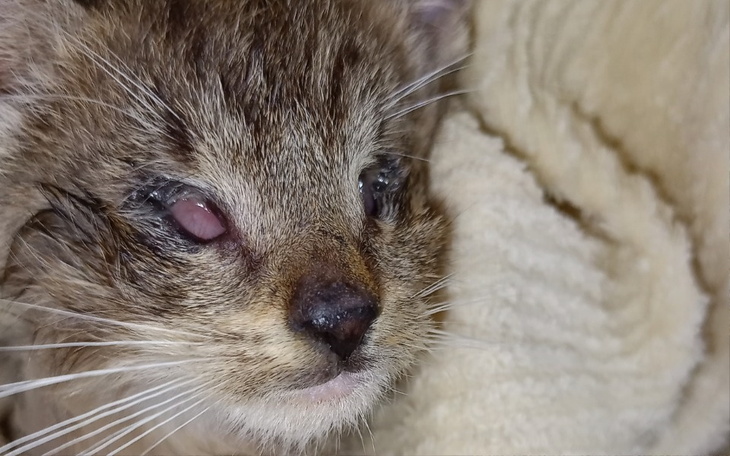 Zbiórka Kocie ślepki pomocy - zdjęcie główne