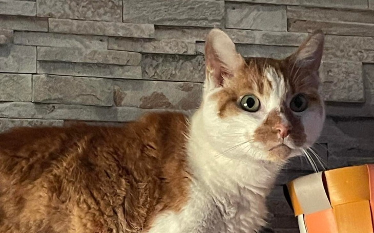 Zbiórka Ratujmy Korka, walecznego kota - zdjęcie główne