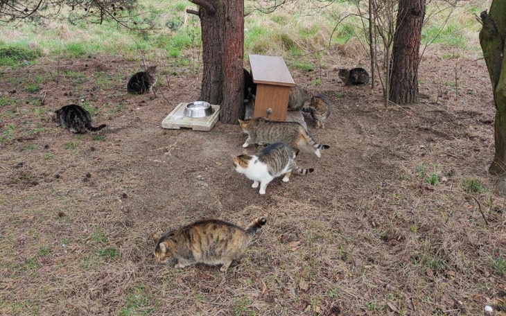 Zbiórka Na karmę dla kotów Małgosi - zdjęcie główne