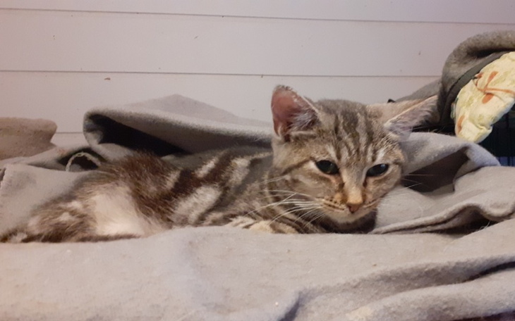 Kot leżący na kocach, wygląda na zrelaksowanego.