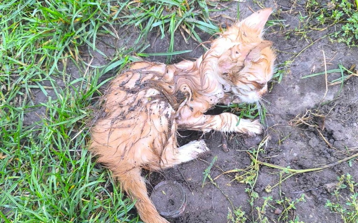 Kotek w błocie, leżący na ziemi.