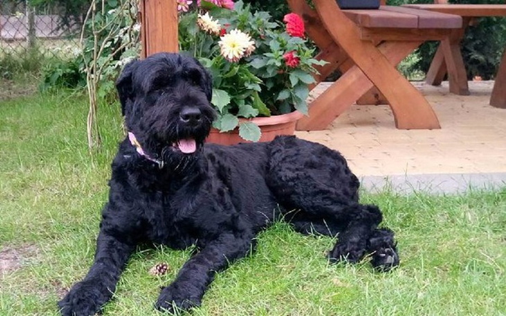 Zbiórka Walka z rakiem - pomoc dla Thory - zdjęcie główne