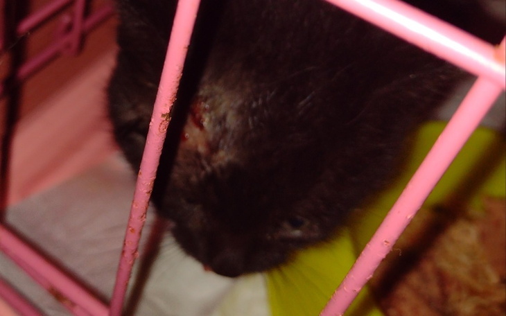 Zbiórka Kocurek z larwami much w ranie - zdjęcie główne