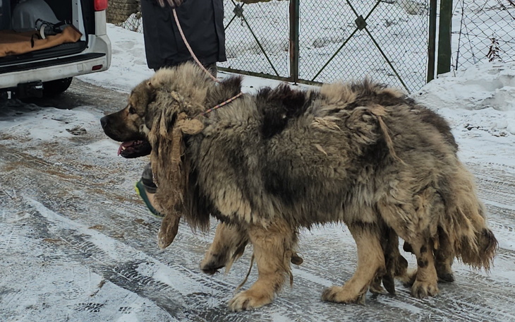 Silhouette dziewczynki przytulającej psa.