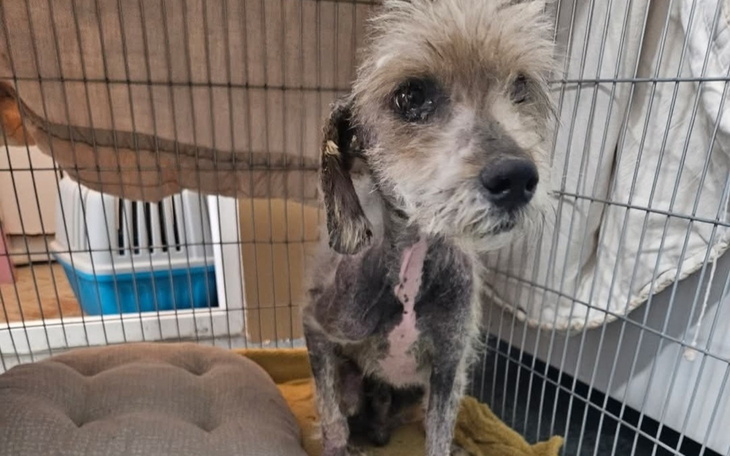 Stary pies w klatce, z wyrazem smutku na twarzy.