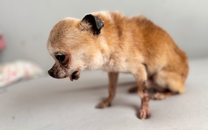 Zbiórka Straciły dom, straciły zdrowie - zdjęcie główne