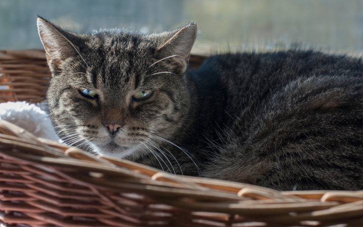 Kot leżący w koszyku, z wyrazem znużenia na twarzy.