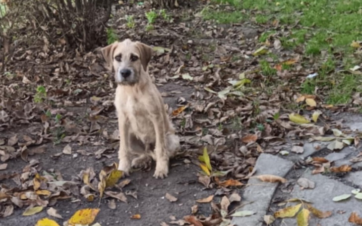 Zbiórka Oszukać bezdomność - zdjęcie główne