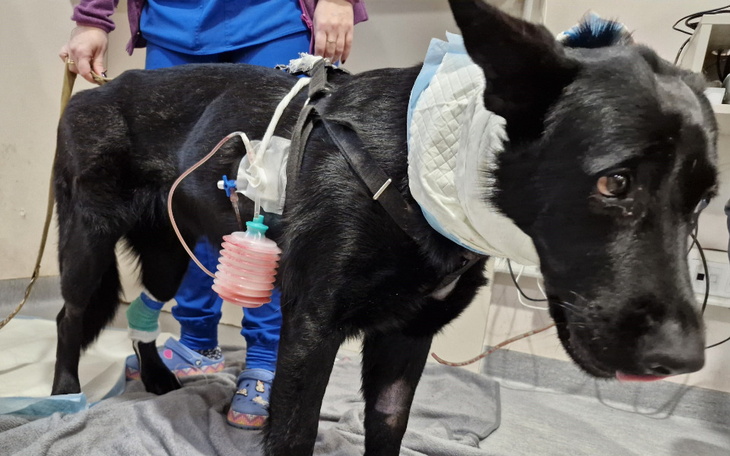 Pies w klinice weterynaryjnej z opatrunkiem i kroplówką.