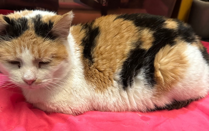 Zbiórka Mamusia Martusia zbiera na ząbki - zdjęcie główne