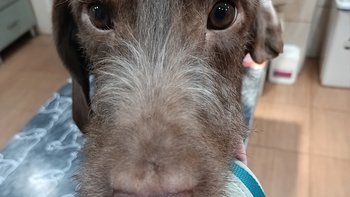 Zbiórka Na Pomoc Preclowi - miniaturka zdjęcia