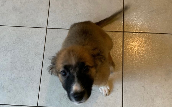 Mały szczeniak siedzący na podłodze.