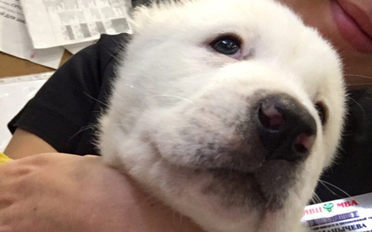 Zbiórka Luna - niewydolność nerek - zdjęcie główne