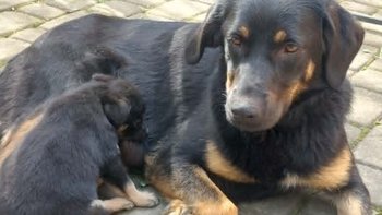 Zbiórka Nela mama ze śmietnika - miniaturka zdjęcia