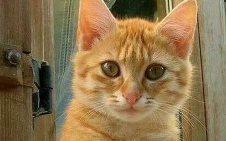 Zbiórka Na pupilka - zdjęcie główne