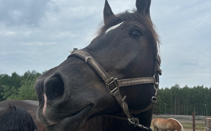 Czarny koń z białą plamą na czole, patrzący w stronę obiektywu.
